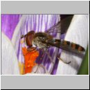 Episyrphus balteatus - Hain-Schwebfliege w03.jpg